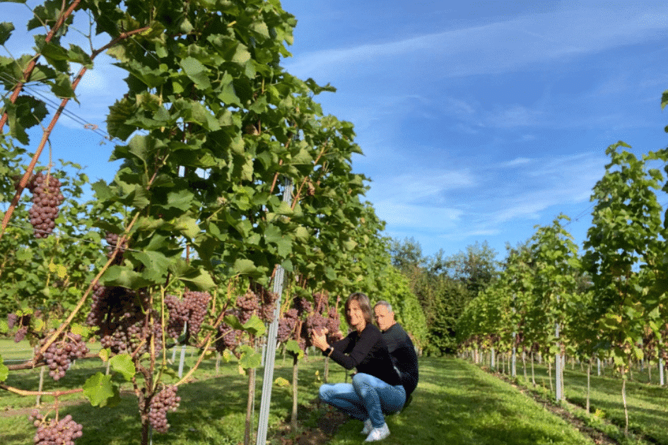 Nyt medlem: Velkommen til Langelinie Vin